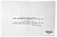 Pucciniastrum epilobii image
